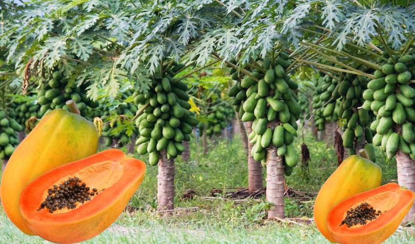 Papaya Cultivation : బొప్పాయి సాగులో తెగుళ్ళు, నివారణా చర్యలు Papaya Cultivation : బొప్పాయి సాగులో తెగుళ్ళు, నివారణా చర్యలు