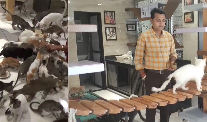 Cat Garden : పిల్లుల కోసం ప్రత్యేకంగా ఓ ఇల్లు..ఏసీ రూమ్ లు,మినీ థియేటర్ కూడా Cat Garden : పిల్లుల కోసం ప్రత్యేకంగా ఓ ఇల్లు..ఏసీ రూమ్ లు,మినీ థియేటర్ కూడా