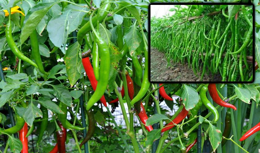 Chilli Crop : మిరపలో బ్యాక్టీరియా తెగుళ్ళు… నివారణ చర్యలు Chilli Crop : మిరపలో బ్యాక్టీరియా తెగుళ్ళు… నివారణ చర్యలు