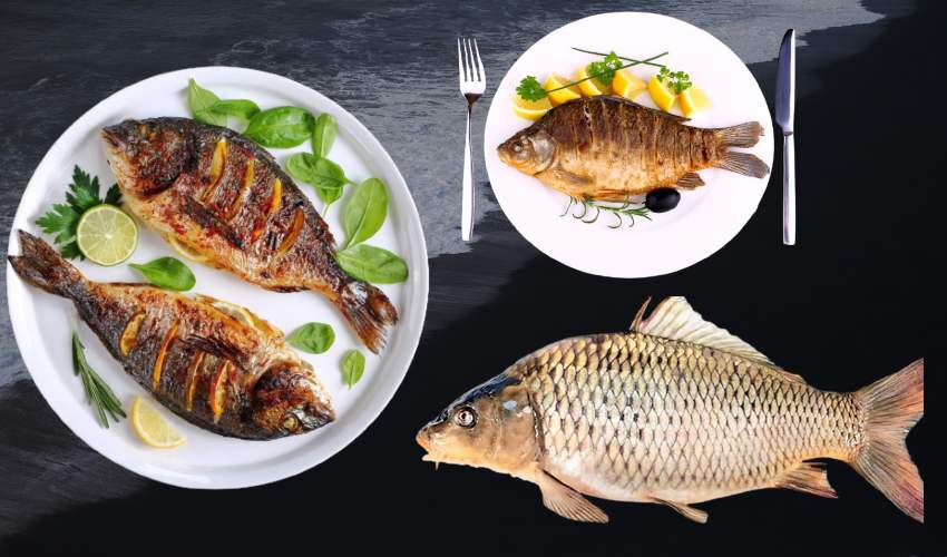 Fish (3)