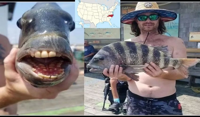 Fish