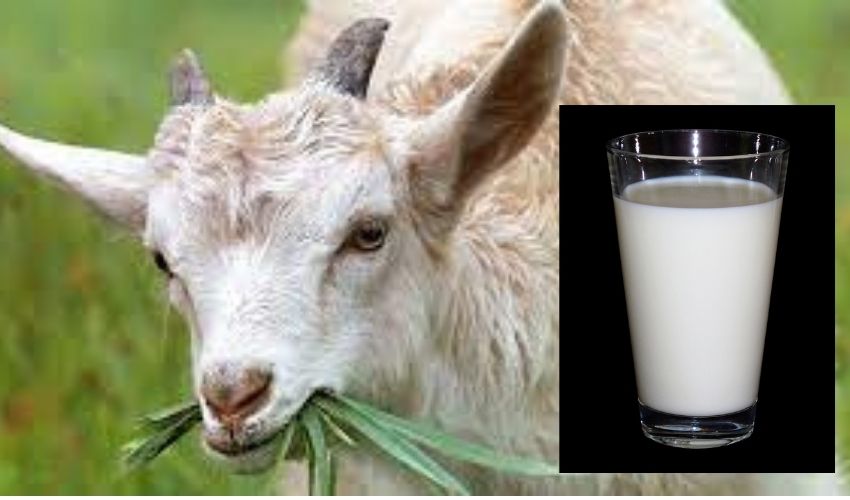 Goat Milk