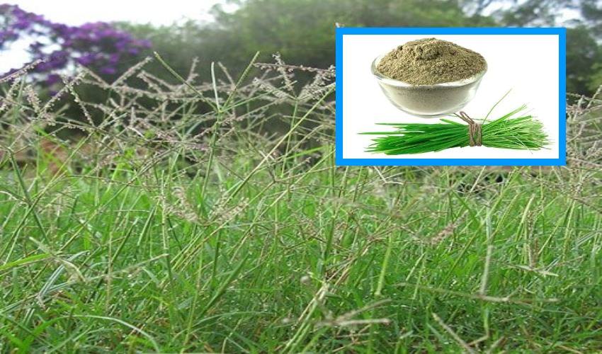 Bermuda Grass : గరిక గడ్డితో ప్రయోజనాలు తెలిస్తే… అస్సలు వదలిపెట్టరు!.. Bermuda Grass : గరిక గడ్డితో ప్రయోజనాలు తెలిస్తే… అస్సలు వదలిపెట్టరు!..