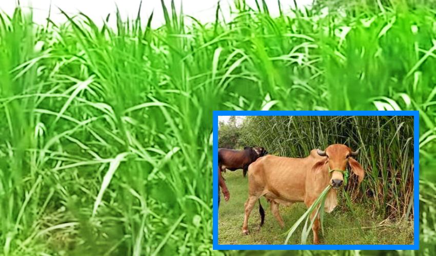 Grass Cultivation : పాడిపశువులకోసం అధిక దిగుబడినిచ్చే పసుగ్రాసాలు ఇవే.. Grass Cultivation : పాడిపశువులకోసం అధిక దిగుబడినిచ్చే పసుగ్రాసాలు ఇవే..