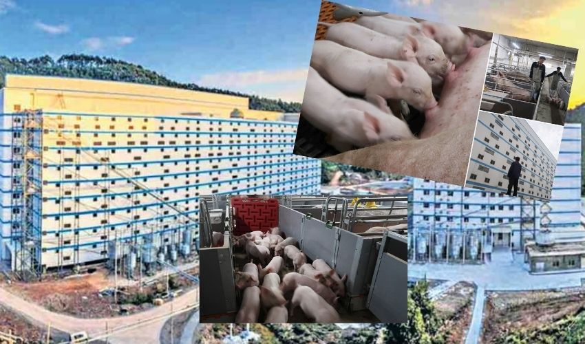 Hog Hotels 10000 Pigs Kept In High Security Building In China To Keep Out Swine Flu And Other Viruses