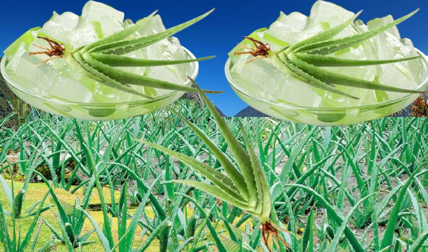 Aloevera Cultivation : 50వేల పెట్టుబడి.. 10లక్షల ఆదాయం Aloevera Cultivation : 50వేల పెట్టుబడి.. 10లక్షల ఆదాయం