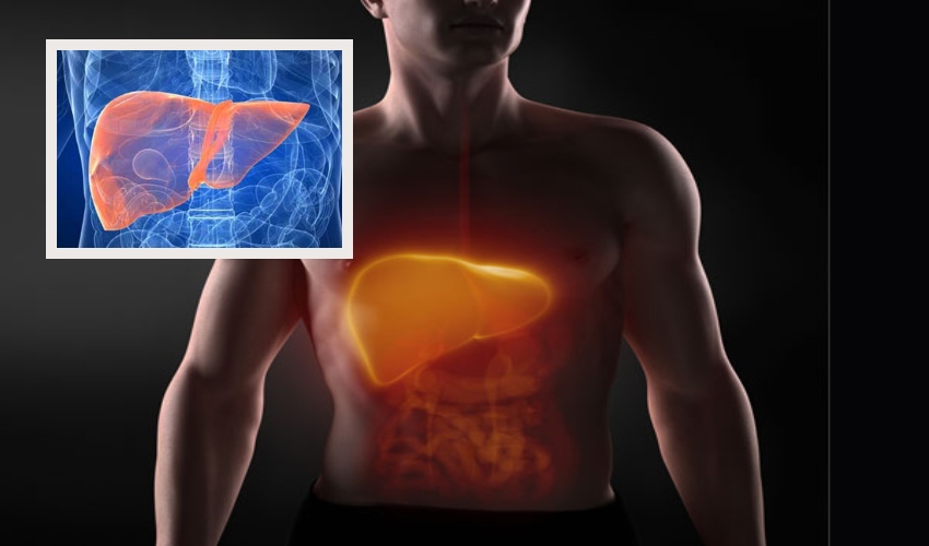 Liver