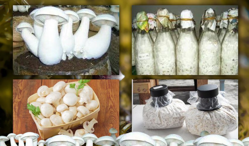 Mushroom Spawn : పుట్టగొడుగు స్పాన్ ఎలా తయారు చేస్తారో తెలుసా! Mushroom Spawn : పుట్టగొడుగు స్పాన్ ఎలా తయారు చేస్తారో తెలుసా!
