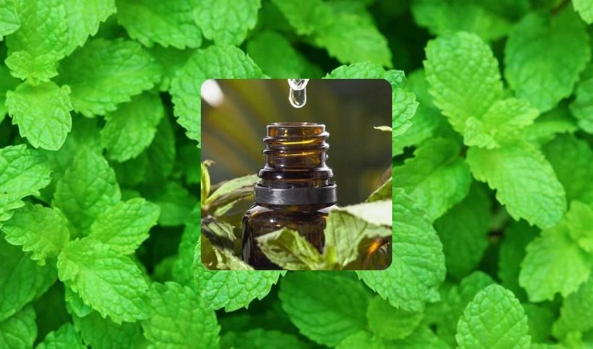 Mint Oil