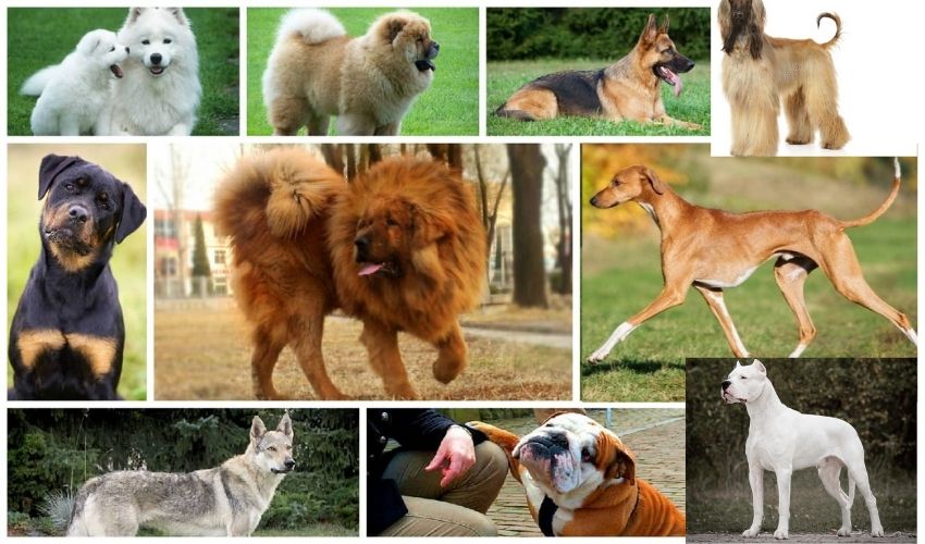 Most Expensive Dogs In The World