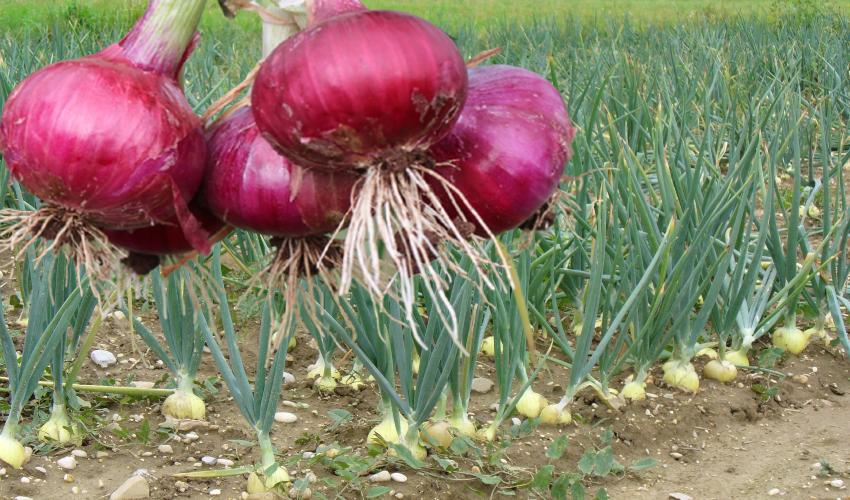 Onions