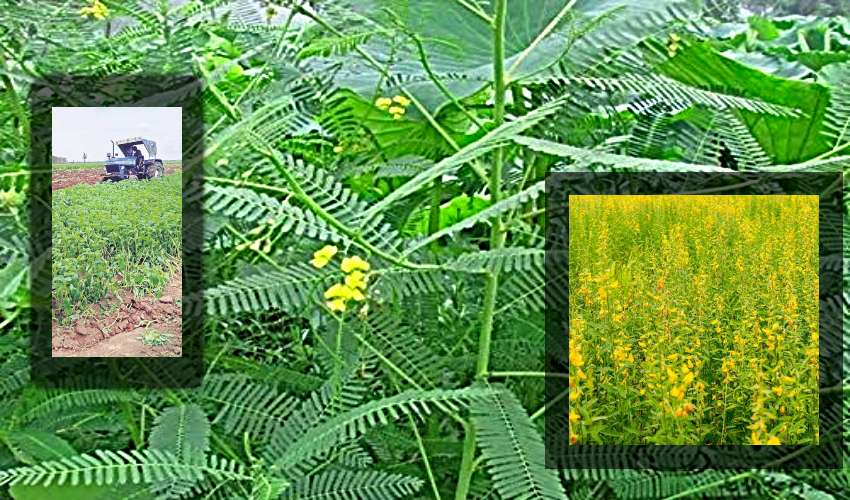 Soil Fertile : పచ్చిరొట్ట పైర్ల సాగు… నేల సారవంతం బహుబాగు Soil Fertile : పచ్చిరొట్ట పైర్ల సాగు… నేల సారవంతం బహుబాగు