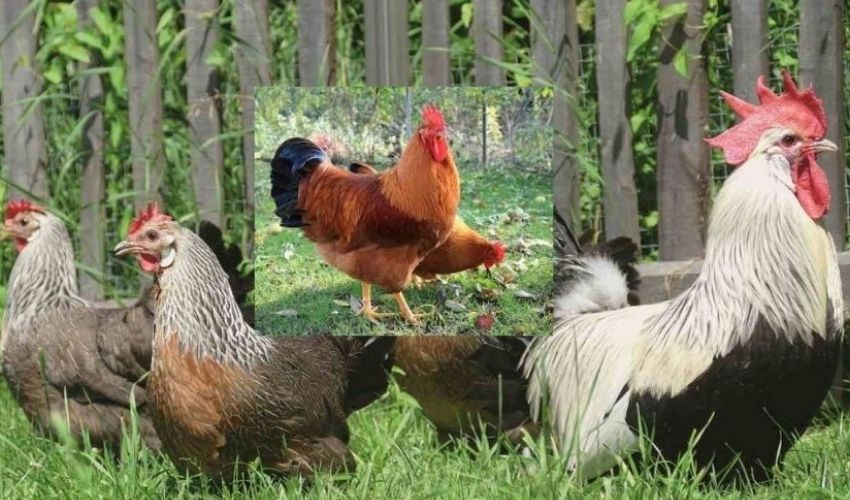 Poultry Farms (1)
