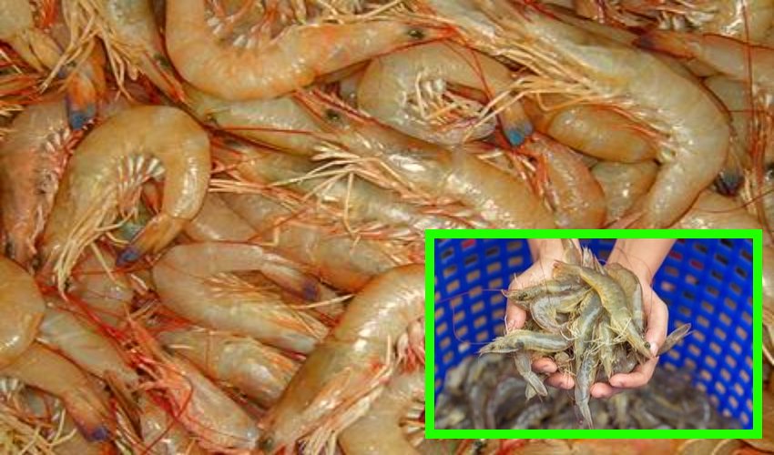 Prawns