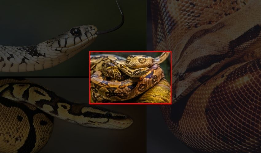 Snake In Bedroom