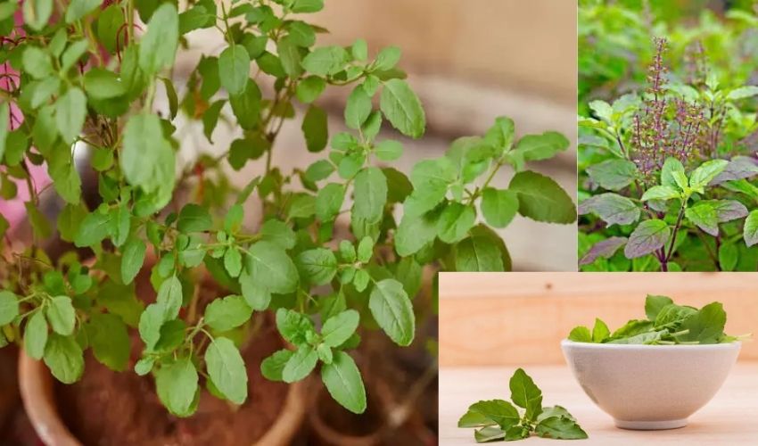 So Many Health Benefits With Tulasi Leaves