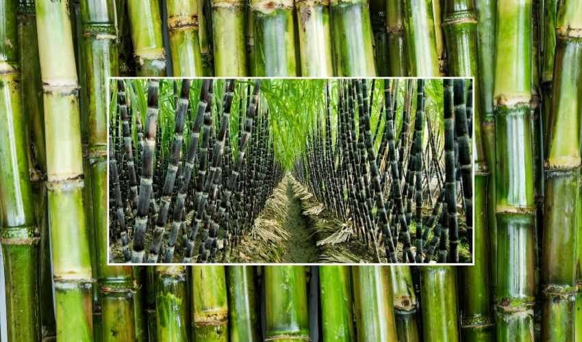 Sugarcane Crop (2)