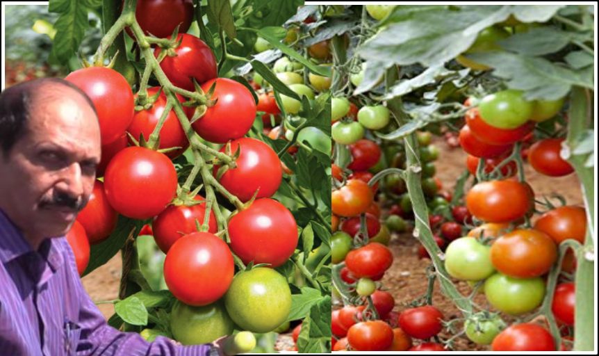 Hybrid Tomato : దిగుడితోపాటు, తెగుళ్ళను తట్టుకునే …ఆర్క రక్షక్ హైబ్రిడ్ టొమాటో Hybrid Tomato : దిగుడితోపాటు, తెగుళ్ళను తట్టుకునే …ఆర్క రక్షక్ హైబ్రిడ్ టొమాటో