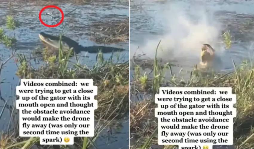 Alligator Eats Drone In Video Shared By Sundar Pichai