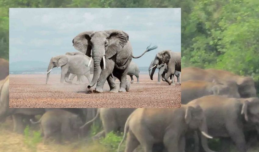 Elephants Ettack :రెచ్చిపోయిన ఏనుగులు.. బీజేపీ నాయకుడిని తొక్కి చంపేసాయి.. Elephants Ettack :రెచ్చిపోయిన ఏనుగులు.. బీజేపీ నాయకుడిని తొక్కి చంపేసాయి..