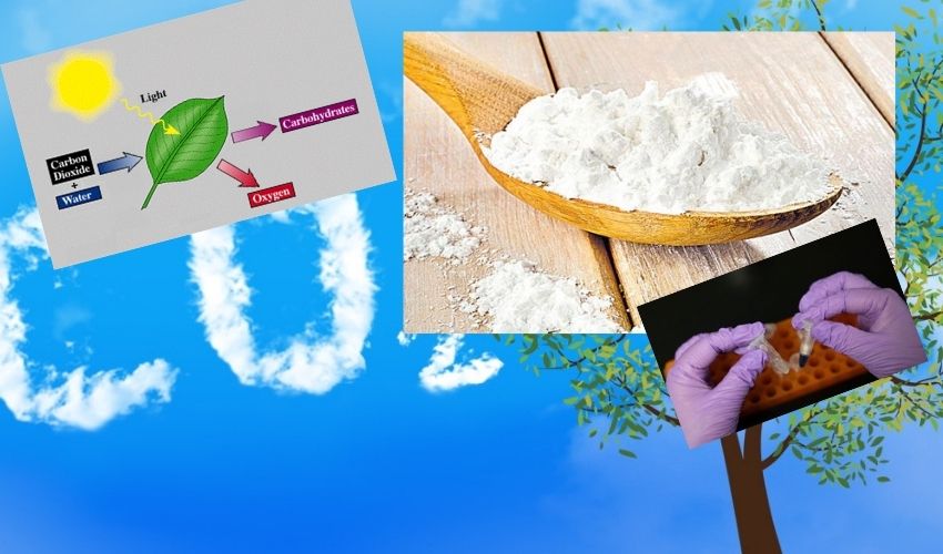 Carbon Dioxide : కార్బన్డయాక్సైడ్ను పిండిపదార్థంగా మార్చేసిన చైనా శాస్త్రవేత్తలు.. ఉపయోగాలివే Carbon Dioxide : కార్బన్డయాక్సైడ్ను పిండిపదార్థంగా మార్చేసిన చైనా శాస్త్రవేత్తలు.. ఉపయోగాలివే