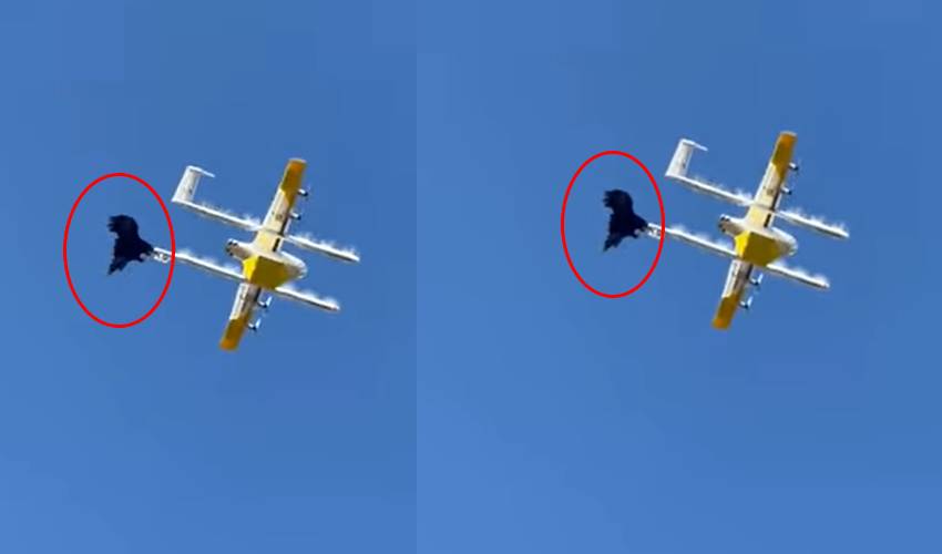 Crow Vs Drone