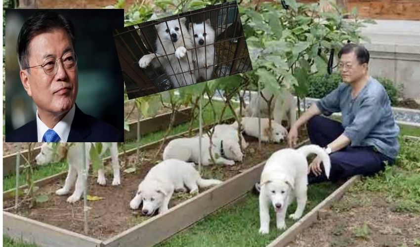Dog Meat Ban In South Korea