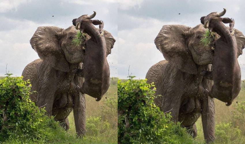 Elephant : అడవి దున్నని ఎత్తిపడేసిన ఏనుగు.. Elephant : అడవి దున్నని ఎత్తిపడేసిన ఏనుగు..
