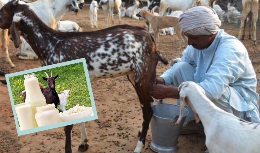 Goat Milk