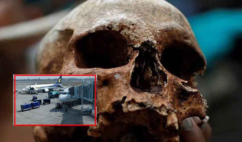 Human Skull