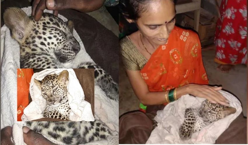 Leopard Cub Rescued And Wrapped