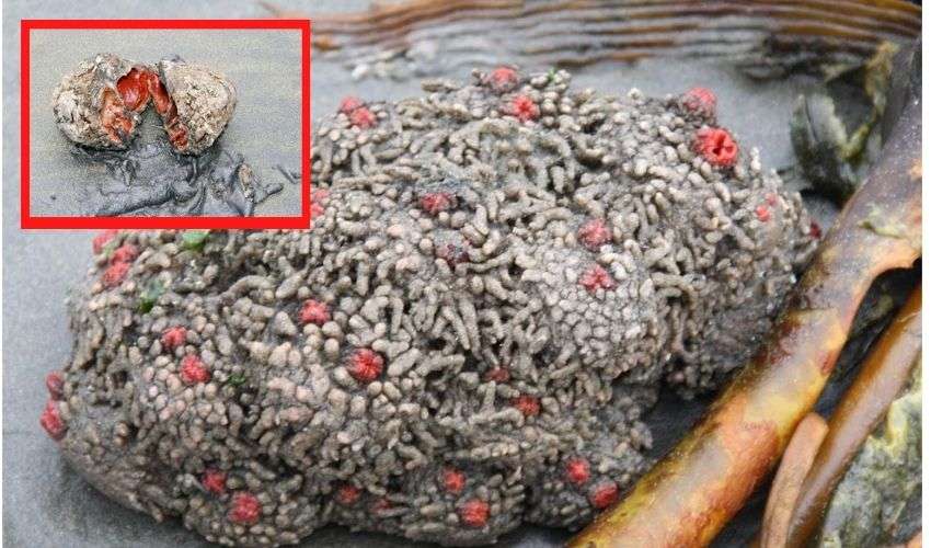 Crazy Living Rock : ‘రక్తపు రాయి’ శ్వాస పీలుస్తుంది..పిల్లలకు జన్మనిస్తుంది Crazy Living Rock : ‘రక్తపు రాయి’ శ్వాస పీలుస్తుంది..పిల్లలకు జన్మనిస్తుంది