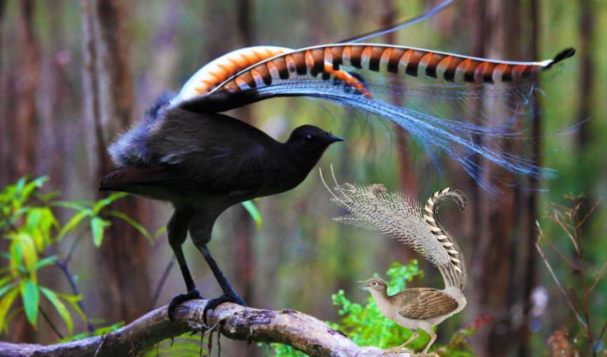 Lyrebird