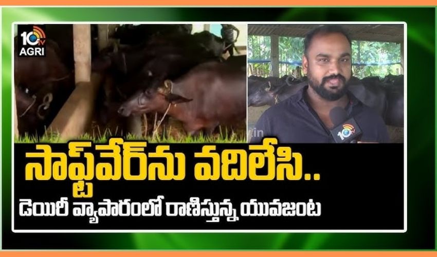 Milk Dairy: సాఫ్ట్వేర్ వదిలి పాలడైయిరీతో సక్సెస్ Milk Dairy: సాఫ్ట్వేర్ వదిలి పాలడైయిరీతో సక్సెస్