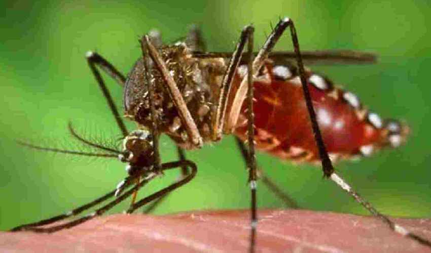Dengue Fever : ఏపీ లో పెరుగుతున్న డెంగీ కేసులు… అలర్టైన వైద్య ఆరోగ్య శాఖ Dengue Fever : ఏపీ లో పెరుగుతున్న డెంగీ కేసులు… అలర్టైన వైద్య ఆరోగ్య శాఖ