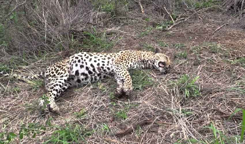 Leopard Killed by Young Man