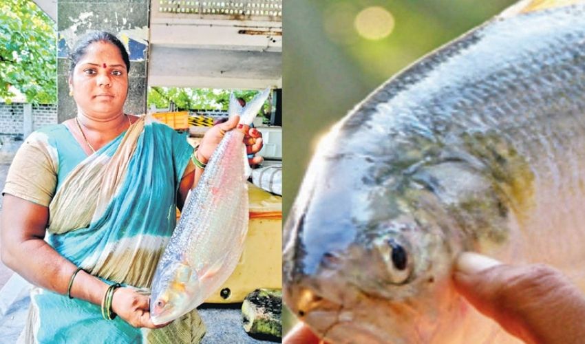 Pulasa Fish