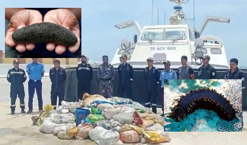 Sea Cucumber Smuggling