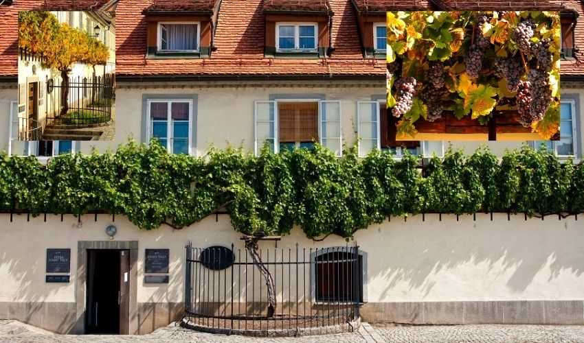 Slovenia Oldest Grape Tree