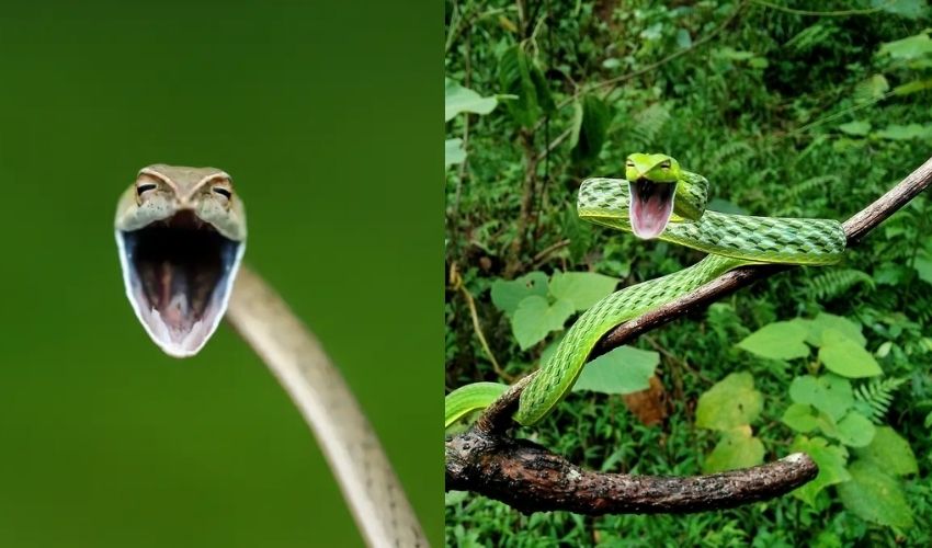 Smile Snake