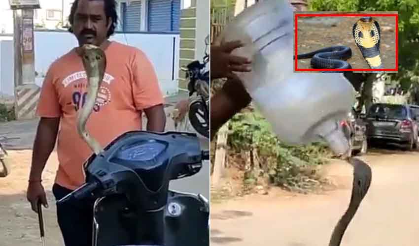 Snake Rescue : వెన్నులో వణుకుపుట్టించే వీడియో.. పాముని ఎలా పట్టాడో చూడండి… మీరు అస్సలు ట్రై చేయొద్దు Snake Rescue : వెన్నులో వణుకుపుట్టించే వీడియో.. పాముని ఎలా పట్టాడో చూడండి… మీరు అస్సలు ట్రై చేయొద్దు