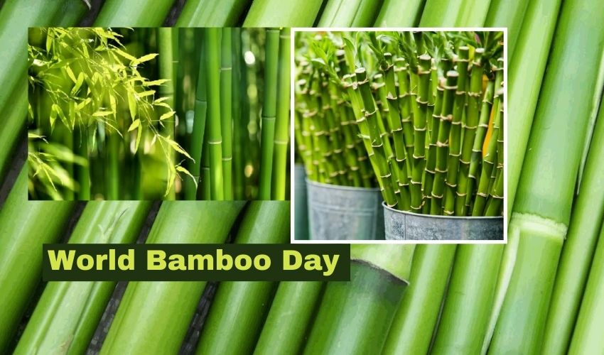 World Bamboo Day 2021