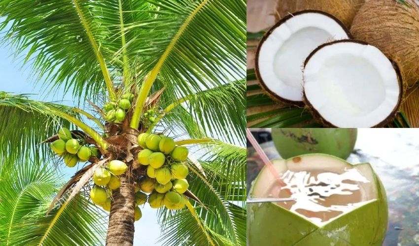 World Coconut Day 2021 : కొండంత ప్రయోజనాల కొబ్బరి World Coconut Day 2021 : కొండంత ప్రయోజనాల కొబ్బరి