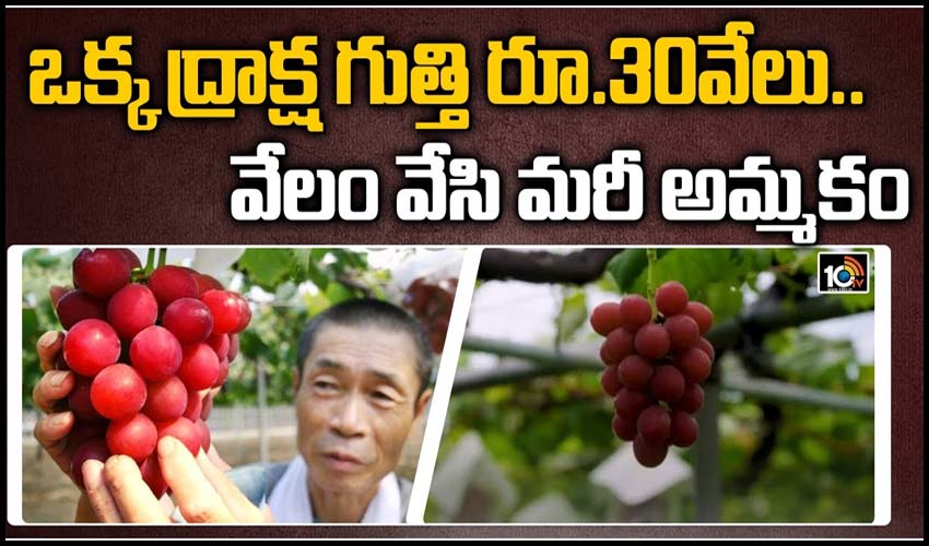 ఒక్క ద్రాక్ష గుత్తి రూ.30వేలు..వేలం వేసి మరీ అమ్మకం