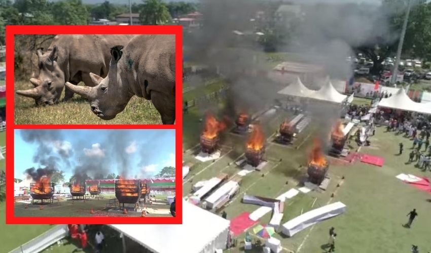 Assam Govt Burned 2479 Horns