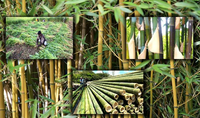 Bamboo Plants