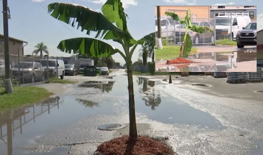 Florida : గుంత కనబడింది..వెంటనే ఏం చేశాడో తెలుసా..వీడియో వైరల్ Florida : గుంత కనబడింది..వెంటనే ఏం చేశాడో తెలుసా..వీడియో వైరల్