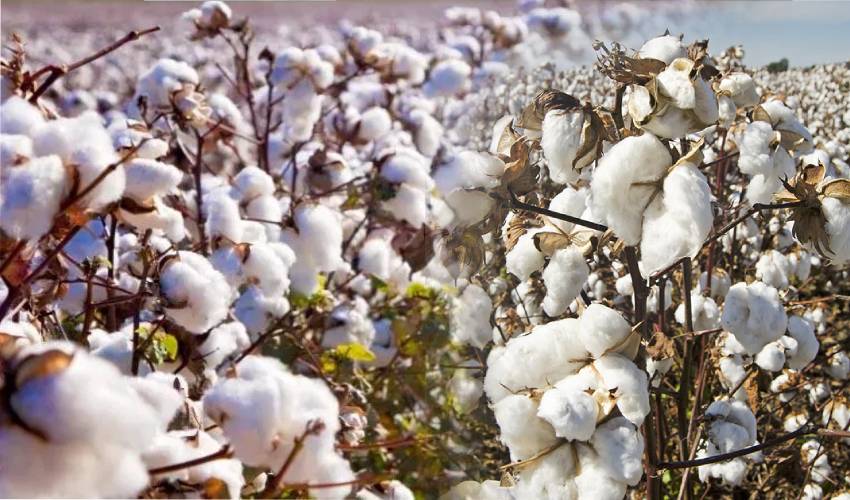 Cotton Crop: పత్తిలో తెగుళ్ల నివారణ Cotton Crop: పత్తిలో తెగుళ్ల నివారణ