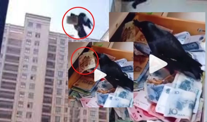 Thief crow : కరెన్సీ నోట్లు దొంగిలించి దాచుకుంటున్న కాకి..కాస్ట్లీ గూడు కట్టుకుంటుందేమో.. Thief crow : కరెన్సీ నోట్లు దొంగిలించి దాచుకుంటున్న కాకి..కాస్ట్లీ గూడు కట్టుకుంటుందేమో..