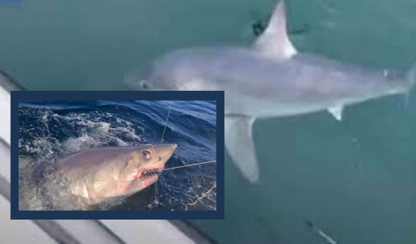 Fisherman 7 Foot And 250 Kgs Shark